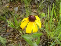 A walk In The Morning Dew 014.webp
