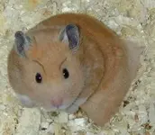 mad_hamster.webp