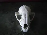 Skull 001.webp