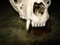 Skull 002.webp