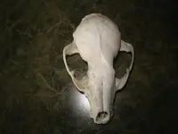 Skull 003.webp
