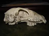 Skull 004.webp