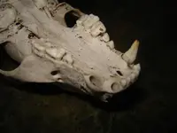 Skull 005.webp