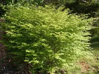 SDC10341.webp
