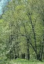 Picture 035.webp