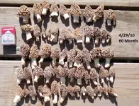 4-29-10 morels.webp