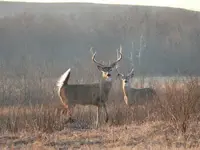 Big Buck 2009.webp