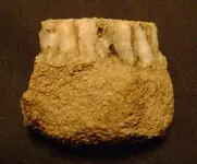 rock1.webp