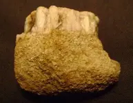 rock2.webp