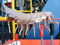 ROV Hitchhiker 1.webp