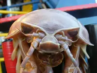 ROV Hitchhiker 2.webp