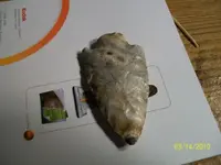 arrowheads 1 001.webp