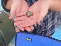 Amber-with-coin-in-hands (1).webp