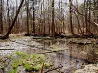 pond.webp