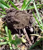 quarter dig.webp
