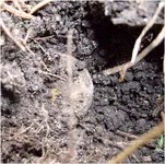 penny dig.webp