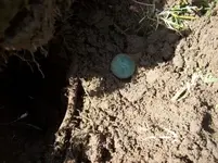 APRIL 3RD OLD CHURCH GROUNDS HUNT 003 [].webp