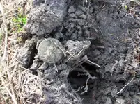 APRIL 3RD OLD CHURCH GROUNDS HUNT 008 [].webp