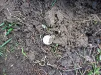 APRIL 3RD OLD CHURCH GROUNDS HUNT 010 [].webp
