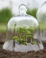 belljar.webp