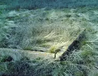 homestead20.webp