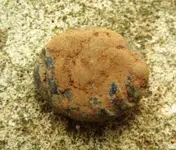 button1.webp