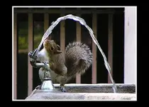 squirrel_fountain.webp