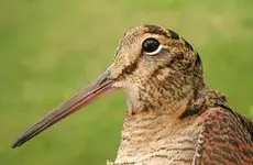 Woodcock.webp