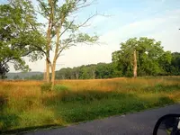 trees_fromroad_facing_NW.webp
