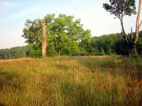 trees_facing_NW.webp