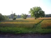 trees_facing_SE.webp