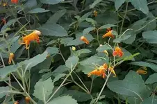 Jewelweed.webp