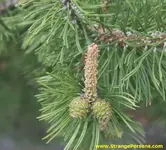 pine.webp