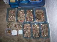 Collection1.webp