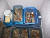 Collection2.webp