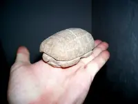Turtle.webp