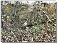 1650oneofthecreeks&woodsview2.webp
