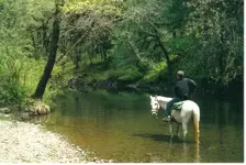 A horses ....webp