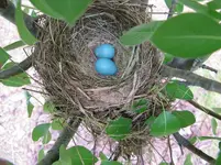 RobinsNest-May9-2010.webp