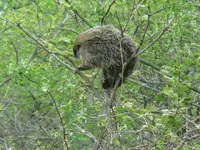 gopher.webp