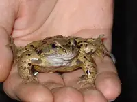 Frog by front door.webp