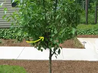 PearTree.webp