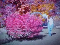 burnbush1.webp