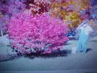 burnbush2.webp