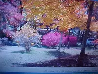 burnbush3.webp
