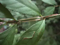 Euonmyss7_27.webp