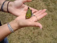 Hawaii 063.webp