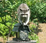BanditRaccoon.webp