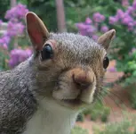BusterSquirrel.webp