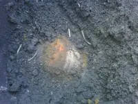 2ndshell.webp